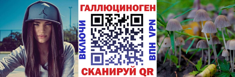 Галлюциногенные грибы Psilocybe  Купить закладки  Нерчинск 